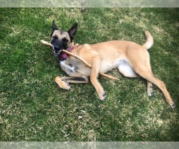 Medium Photo #2 Mutt Puppy For Sale in Stevens Point, WI, USA