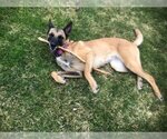 Small #1 Mutt