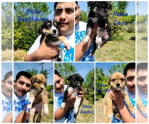Mutt Puppy for sale in LINDSAY, CA, USA