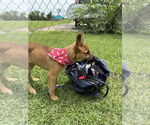 Small #1 German Shepherd Dog Mix