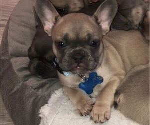French Bulldog Puppy for sale in GASTONIA, NC, USA