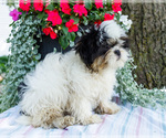 Small #4 Shih Tzu