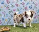 Small #8 Chihuahua