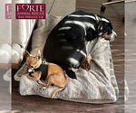 Small #2 Greater Swiss Mountain Dog
