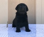 Small Photo #9 Labrador Retriever Puppy For Sale in SAN DIEGO, CA, USA