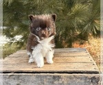 Small #4 Pomeranian