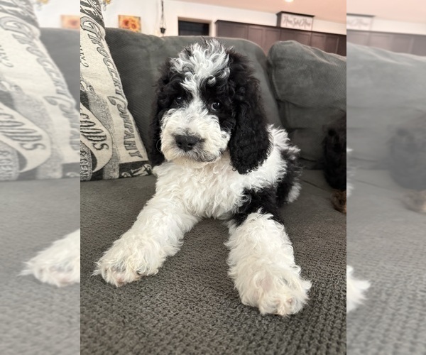 Medium Photo #9 Bernedoodle Puppy For Sale in MENIFEE, CA, USA