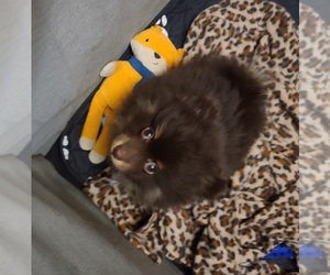 Pomeranian Puppy for sale in DRISCOLL, ND, USA