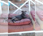 Small #2 American Staffordshire Terrier Mix