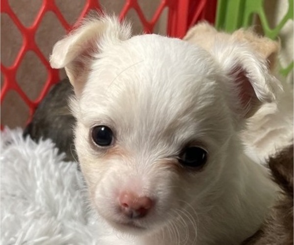 Medium Photo #4 Chihuahua Puppy For Sale in NEVADA, TX, USA