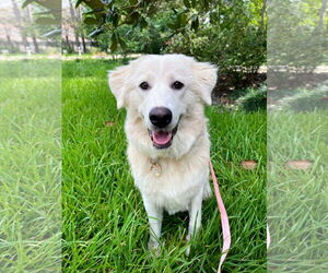 Great Pyrenees Dogs for adoption in Spring, TX, USA