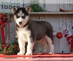 Siberian Husky Puppy for sale in FREDERICKSBG, OH, USA