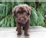 Small #1 Labradoodle