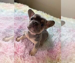 French Bulldog Puppy for Sale in TEXAS CITY, Texas USA