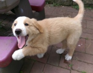 English Shepherd Puppy for sale in ALEXANDRIA, IN, USA