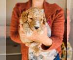 Small Photo #22 Poodle (Standard) Puppy For Sale in WAGENER, SC, USA