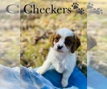 Small Photo #3 Cavapoo Puppy For Sale in MURFREESBORO, TN, USA