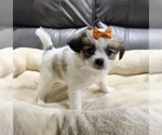 Small #1 Papillon