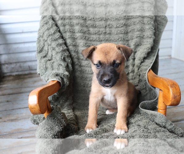 View Ad: Boxer-Norwegian Elkhound Mix Puppy for Sale near France