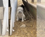 Small Photo #1 Central Asian Shepherd Dog Puppy For Sale in GRANDVIEW, WA, USA
