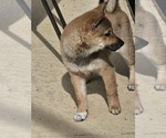 Small Photo #2 Shiba Inu Puppy For Sale in WELLINGTON, FL, USA