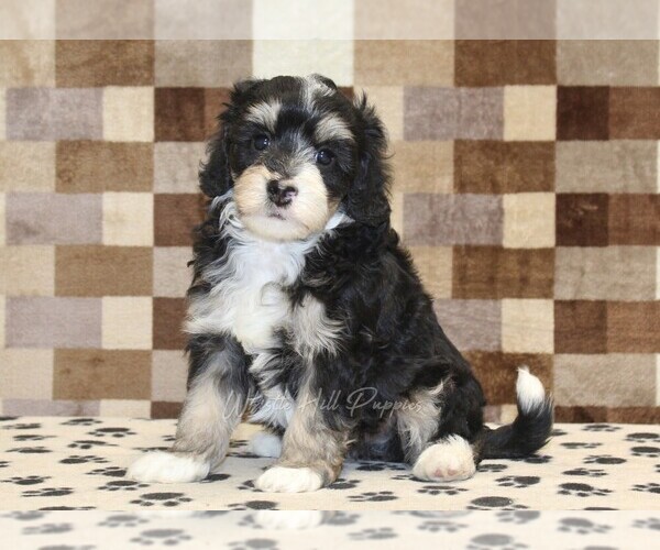 Medium Photo #1 Bernedoodle (Miniature) Puppy For Sale in DENVER, PA, USA