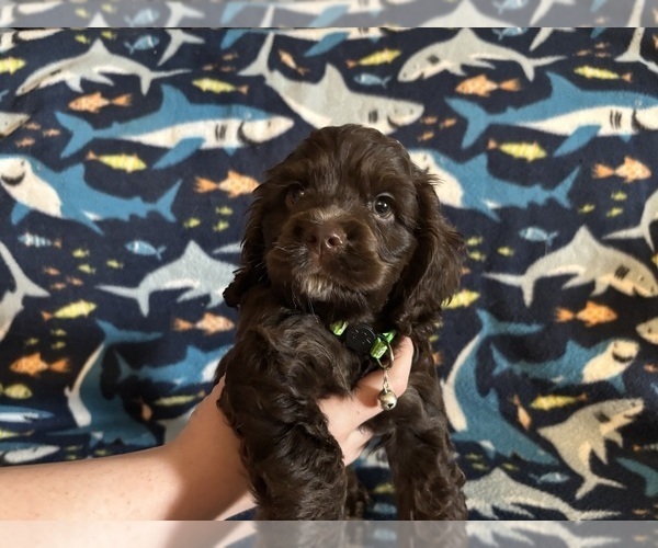 Medium Photo #25 Cocker Spaniel Puppy For Sale in COLBERT, GA, USA