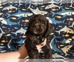 Puppy Puppy Green Cocker Spaniel