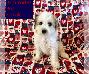 YorkiePoo Puppy for sale in AMSTERDAM, MO, USA