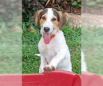 Small Labrador Retriever Mix