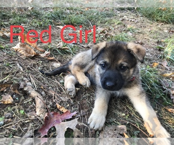 Medium Photo #1 German Shepherd Dog Puppy For Sale in ZEPHYRHILLS, FL, USA