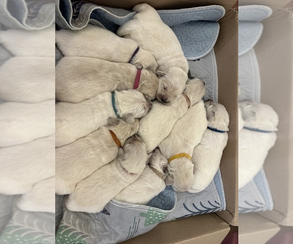 Medium Photo #7 English Cream Golden Retriever Puppy For Sale in ORLAND, CA, USA