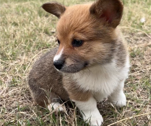 Medium Photo #7 Pembroke Welsh Corgi Puppy For Sale in MIDLOTHIAN, TX, USA