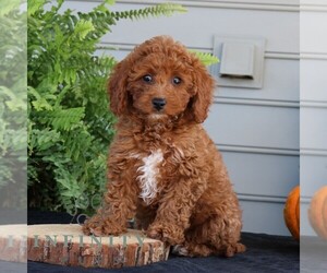 Cavapoo Puppy for sale in NARVON, PA, USA