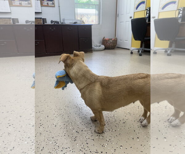 Medium Photo #2 Chiweenie Puppy For Sale in York, SC, USA