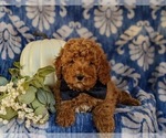 Small Photo #5 Poodle (Miniature) Puppy For Sale in BIRD IN HAND, PA, USA