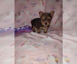 Puppy Baby Yorkshire Terrier