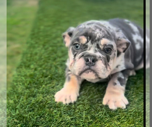 English Bulldogge Puppy for sale in PALO ALTO, CA, USA