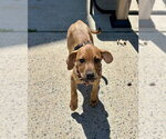 Small #11 Redbone Coonhound Mix