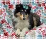Small Photo #3 Collie Puppy For Sale in LAKELAND, FL, USA