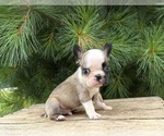 Small #1 French Bulldog
