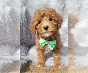Goldendoodle (Miniature) Puppy for sale in INDIANAPOLIS, IN, USA