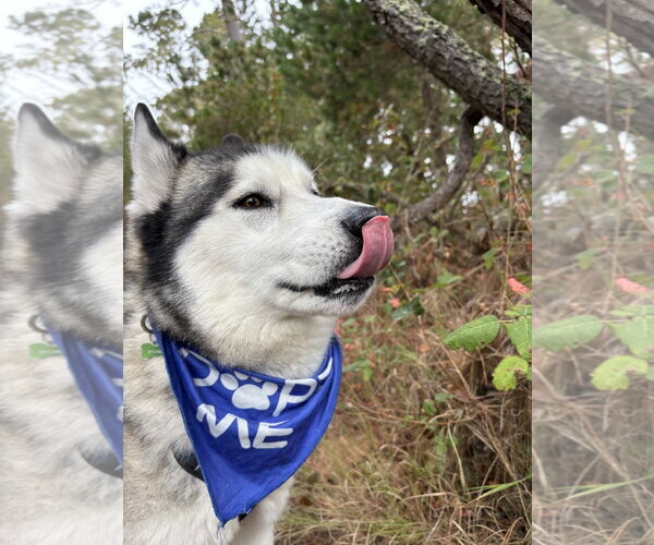 Medium Photo #7 Siberian Husky Puppy For Sale in Salinas, CA, USA