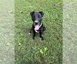 Small #3 American Pit Bull Terrier-Border Collie Mix