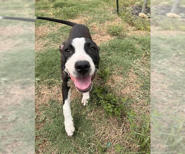 Medium Photo #1 American Staffordshire Terrier Puppy For Sale in San Antonio, TX, USA