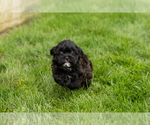 Small #5 Shih-Poo