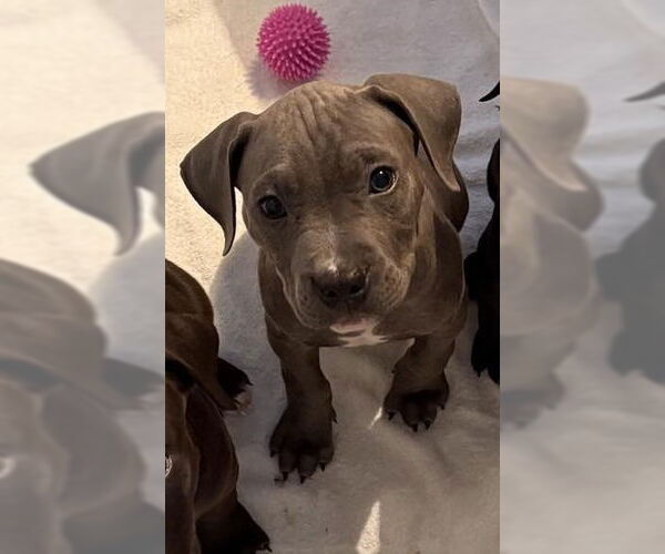 Medium Photo #2 Mutt Puppy For Sale in Walnutport, PA, USA