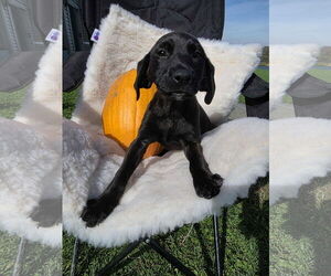 Labrador Retriever-Unknown Mix Dogs for adoption in SHERBURNE, NY, USA