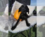 Small Labrador Retriever Mix