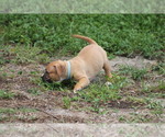 Small Photo #14 American Pit Bull Terrier Puppy For Sale in NAPLES, FL, USA